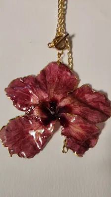 Hibiscus Vino, foto 1