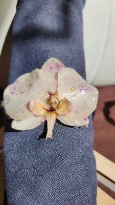 Pulsera Phalaenopsis Variety, foto 1